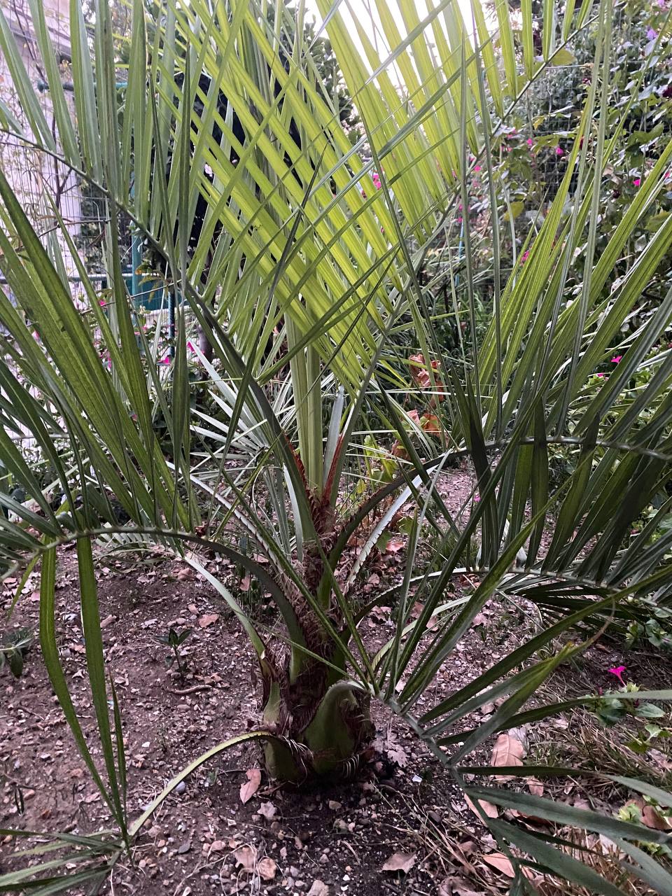 Изображение особи род Butia.