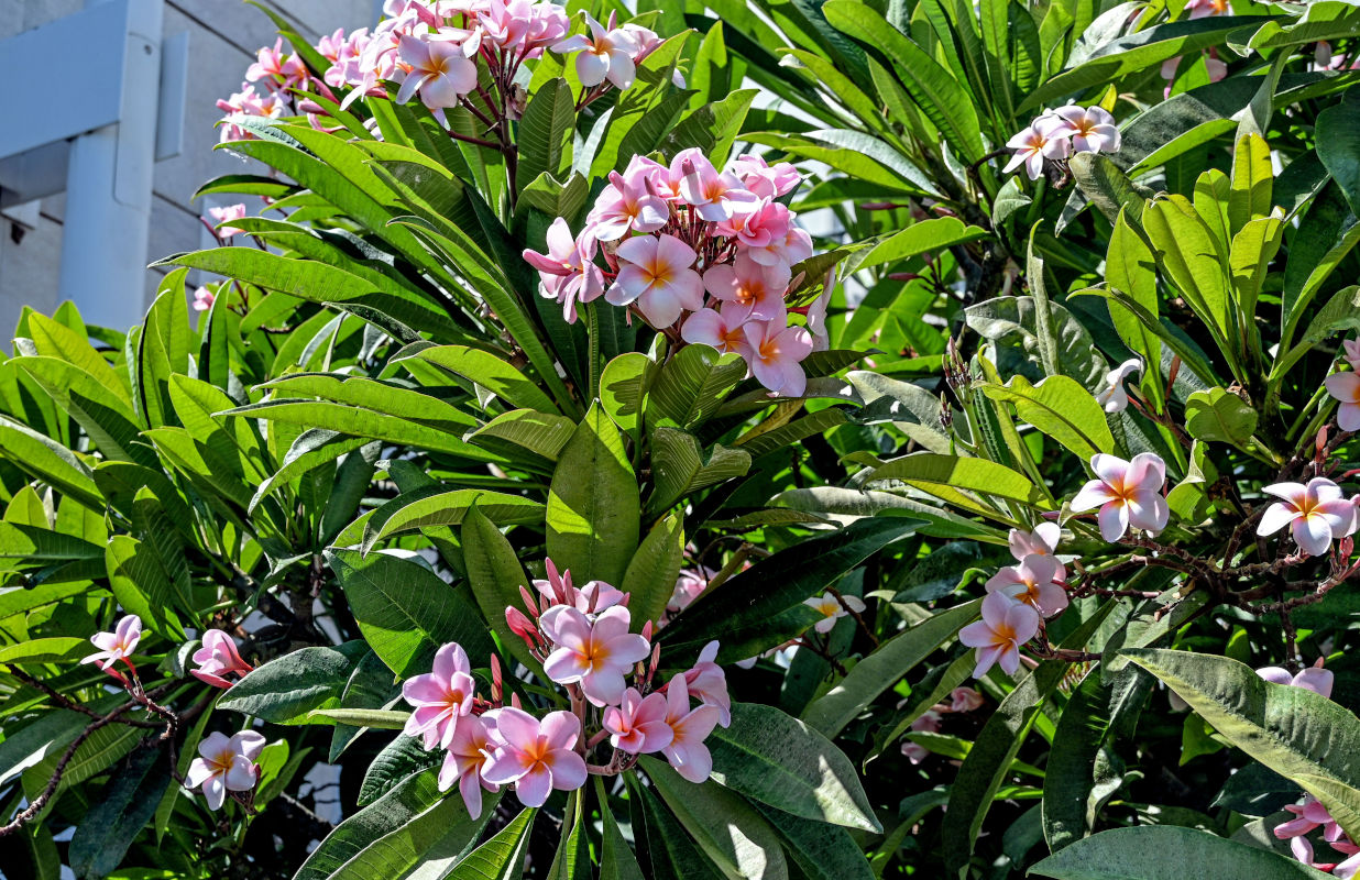 Image of Plumeria rubra specimen.