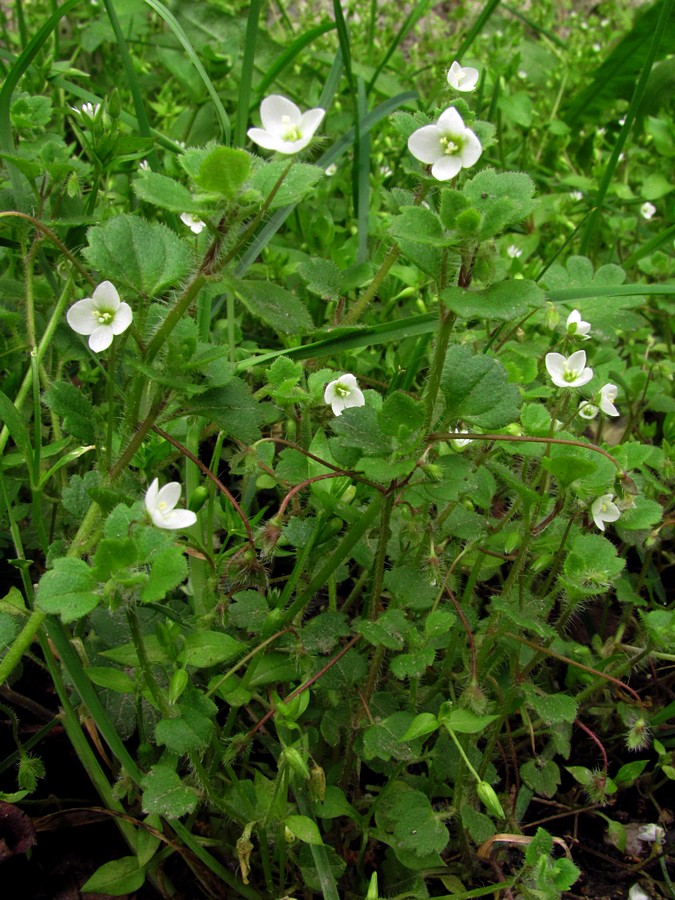 Image of Veronica cymbalaria specimen.