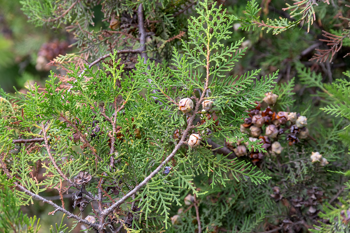 Image of genus Cupressus specimen.