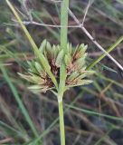 род Cyperus. Побег с соплодием. Абхазия, Сухум, обочина дороги. 11.08.2024.