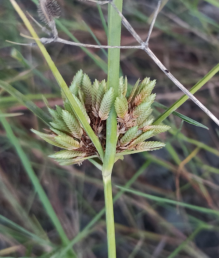 Изображение особи род Cyperus.