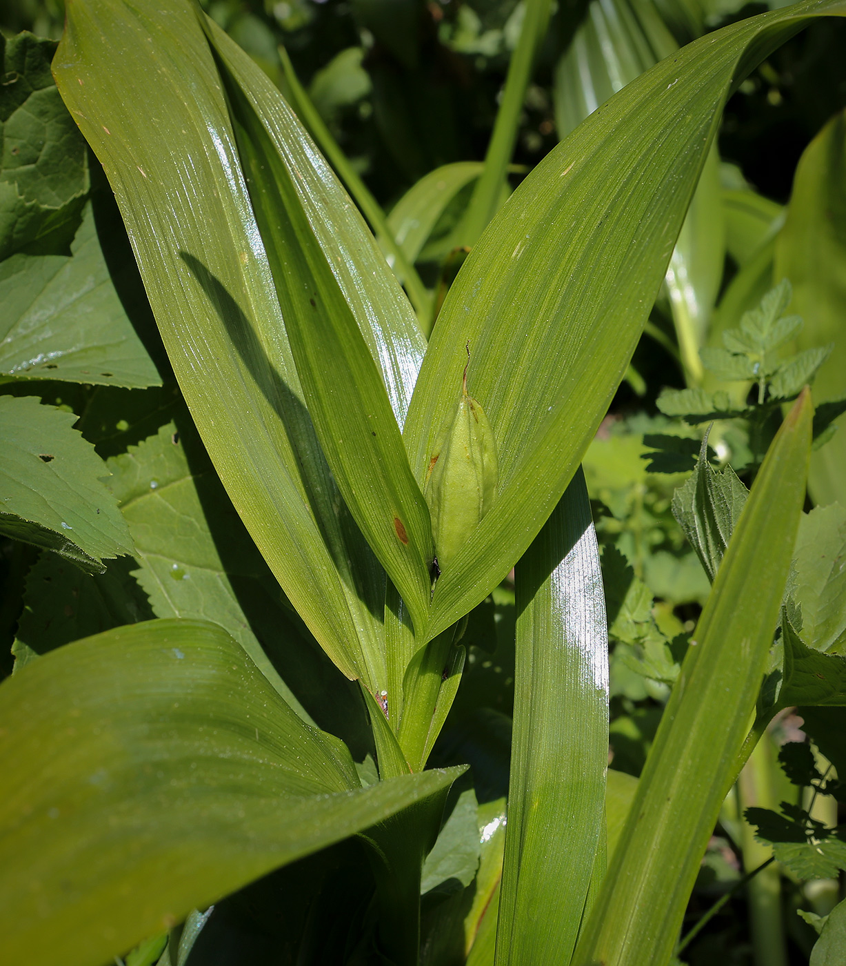 Image of Colchicum speciosum specimen.