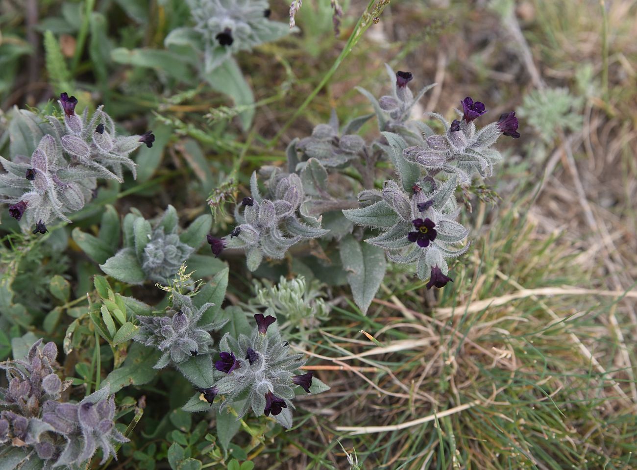 Изображение особи род Nonea.