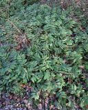 Image of taxon representative. Author is Григорий Токарев