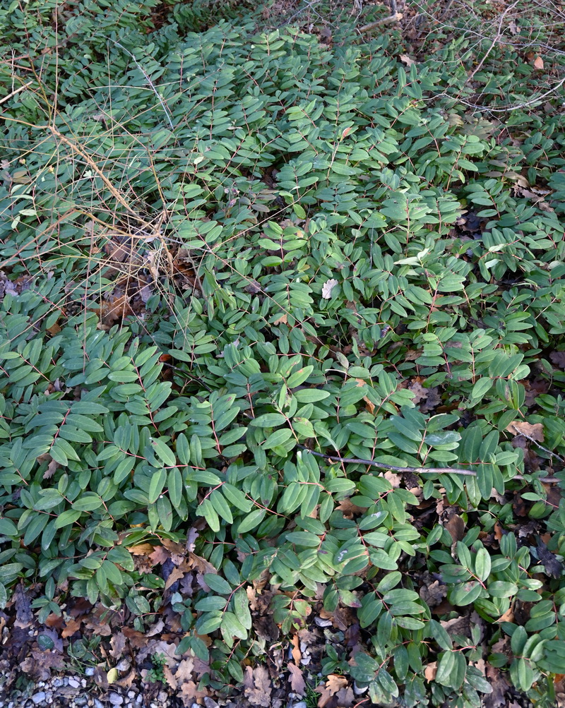 Image of Hypericum calycinum specimen.