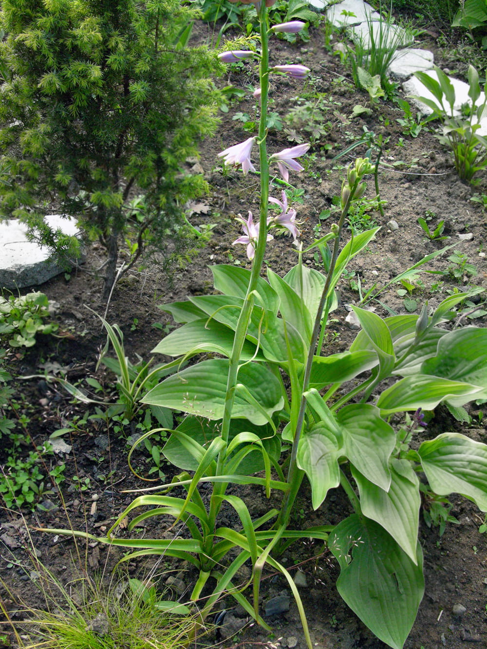 Изображение особи Notholirion bulbuliferum.