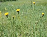 Trommsdorffia maculata. Верхушка цветущего растения. Ульяновская обл., Мелекесский р-н, окр. пос. Вишенка, Медвежий овраг, остепнённый луг. 15.06.2024.