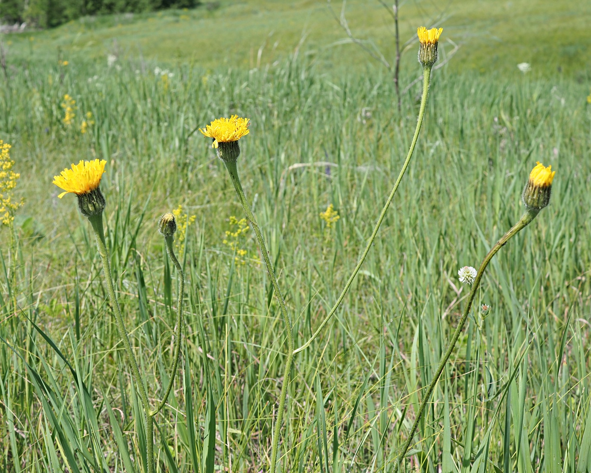 Image of Trommsdorffia maculata specimen.