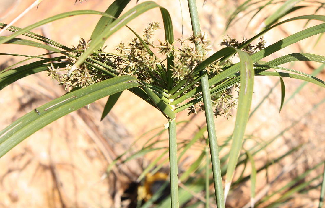 Image of Cyperus involucratus specimen.
