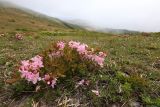 Rhododendron schlippenbachii. Цветущее растение. Приморский край, Хасанский р-н, водораздел между бассейнами оз. Малое Мраморное и бухты Калевала, разреженные заросли кустарников с порослью Quercus mongolica. 17.05.2026.