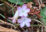 genus Epigaea. Эпигея ползучая. Epigaea repens. В природе. Галифакс 08.05.2026.