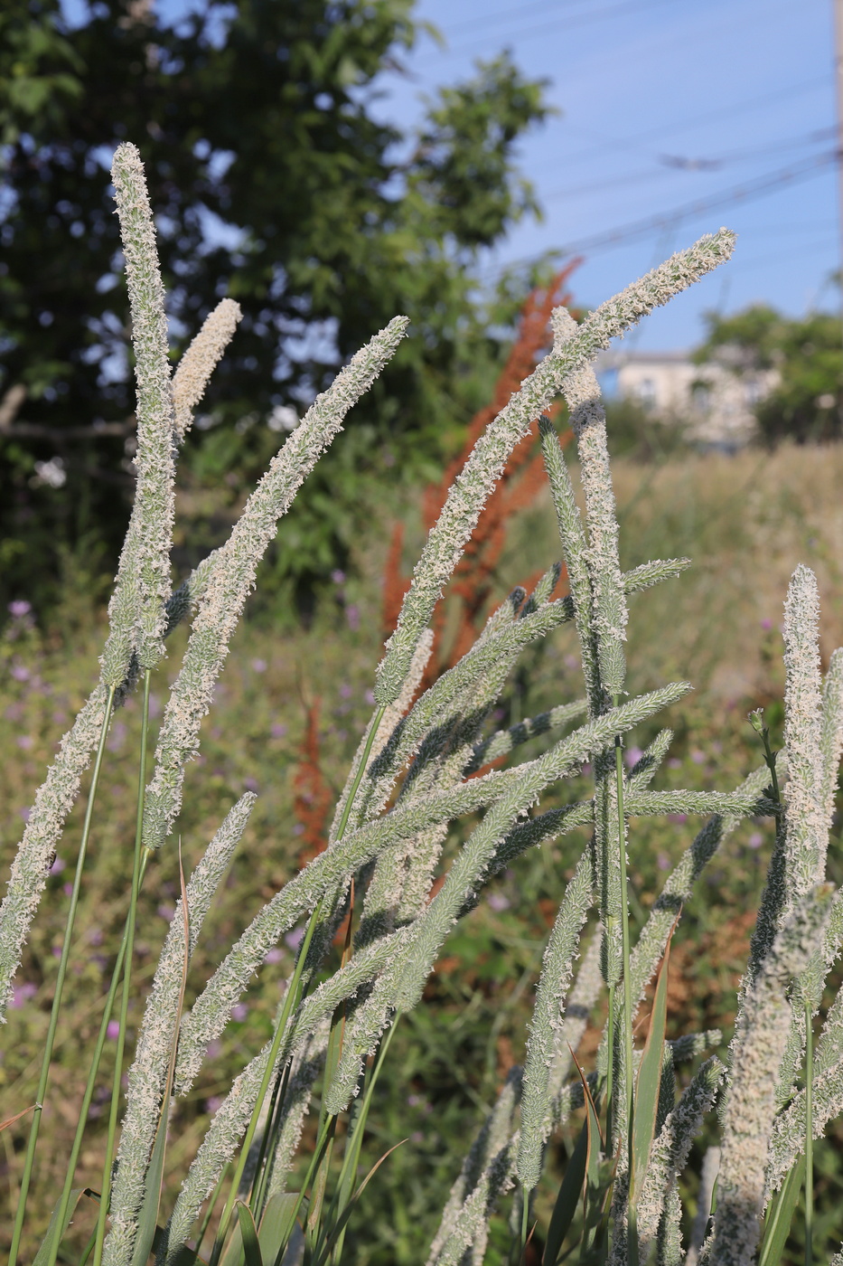Изображение особи род Phleum.
