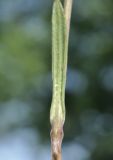 View full-size image Pleconax conica