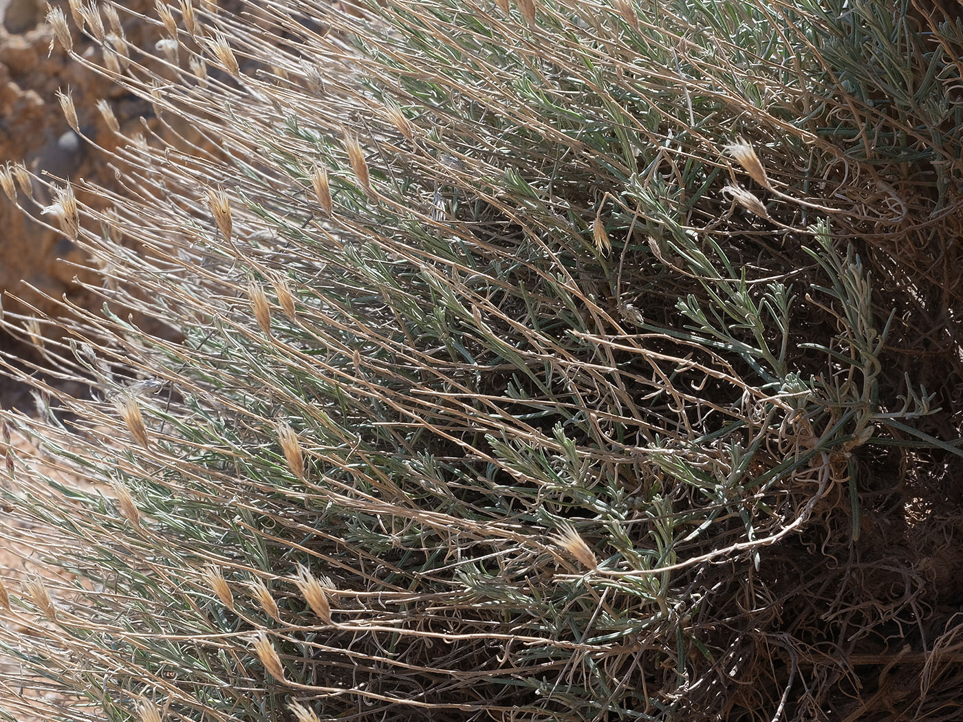 Image of familia Asteraceae specimen.