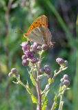 Cirsium arvense. Соцветие с кормящейся бабочкой Argynnis paphia. насекомыми. насекомыми. Беларусь, Брестская обл., Каменецкий р-н, окр. дер. Верховичи, пруд Сипурка, на песчаном берегу. 01.07.2026.