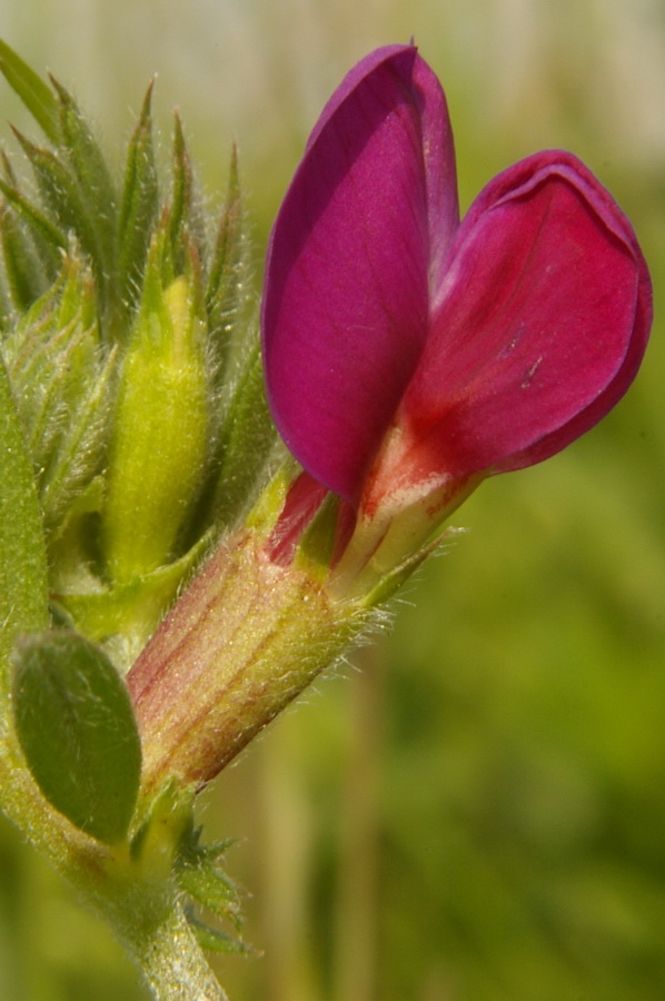 Image of Vicia amphicarpa specimen.