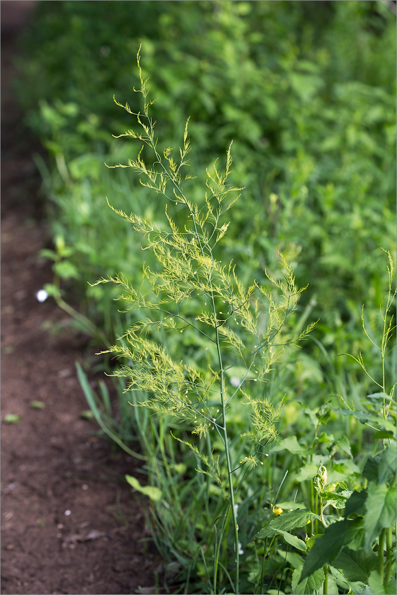 Изображение особи Asparagus officinalis.