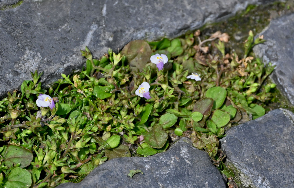 Изображение особи Mazus pumilus.