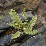 Woodsia ilvensis