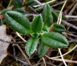 Helianthemum canum