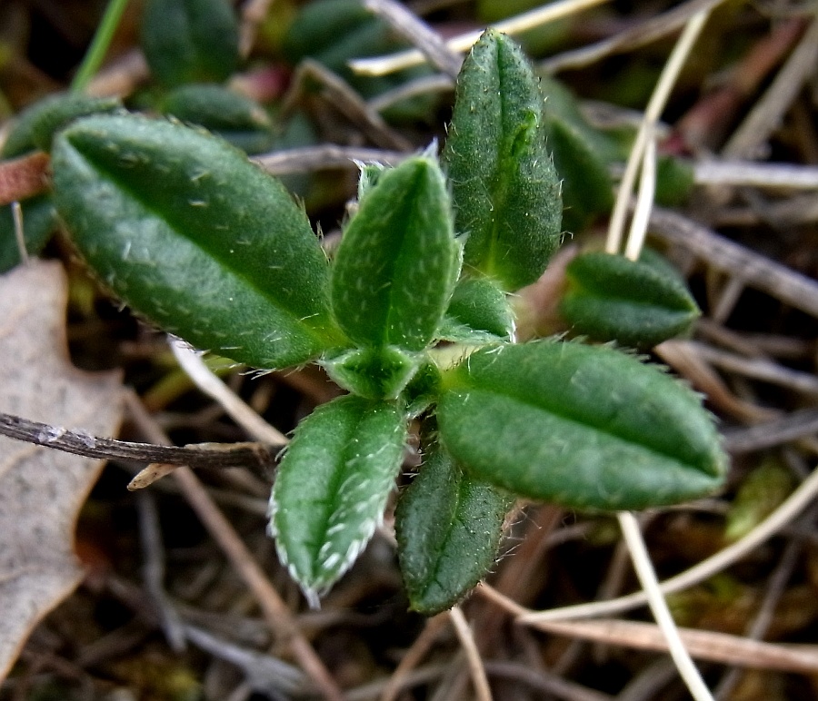 Image of Helianthemum canum specimen.