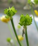 Ranunculus