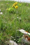 Tephroseris jailicola. Цветущее растение. Горный Крым, Ай-Петринская яйла. 29 июня 2011 г.
