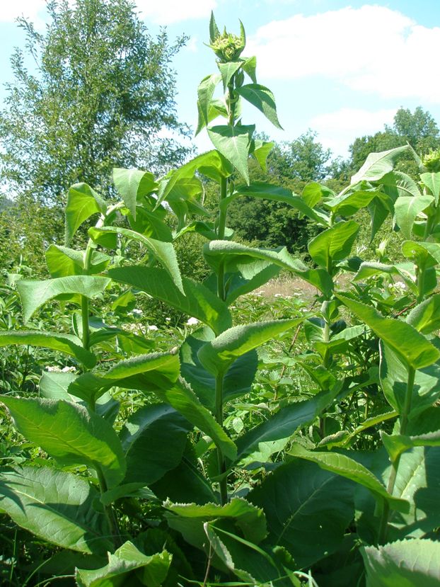 Image of Inula helenium specimen.