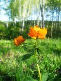 Trollius asiaticus