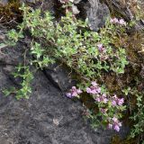 Thymus hirticaulis. Цветущее растение на вертикальном скальном склоне. Свердловская обл., окр. г. Североуральск, правый берег канала Дублёр в районе известнякового карьера. 09.07.2011.