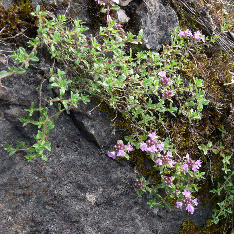 Изображение особи Thymus hirticaulis.