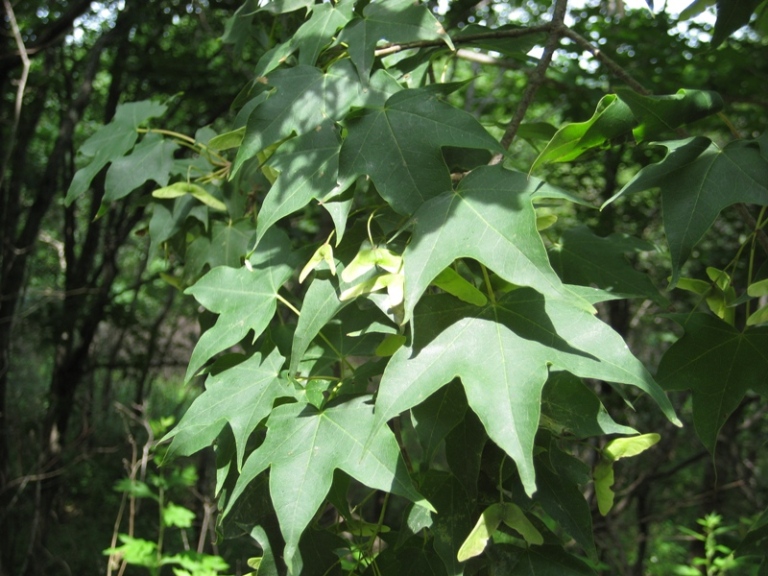 Image of Acer mono specimen.