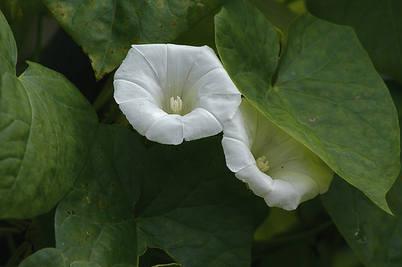 Изображение особи Calystegia sepium.