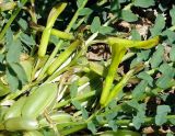 Astragalus macronyx. Плоды и цветки. Казахстан, хр. Каратау, окр. с. Таскомирсай. 01.05.2011.