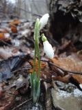 Galanthus alpinus