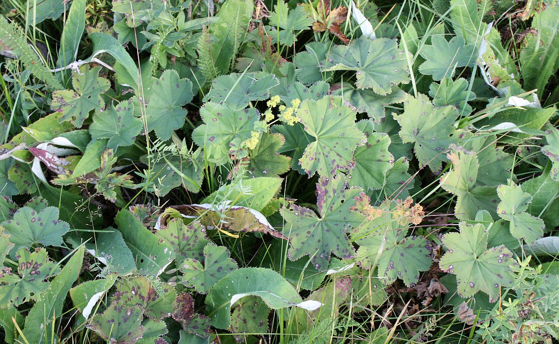 Image of Alchemilla monticola specimen.