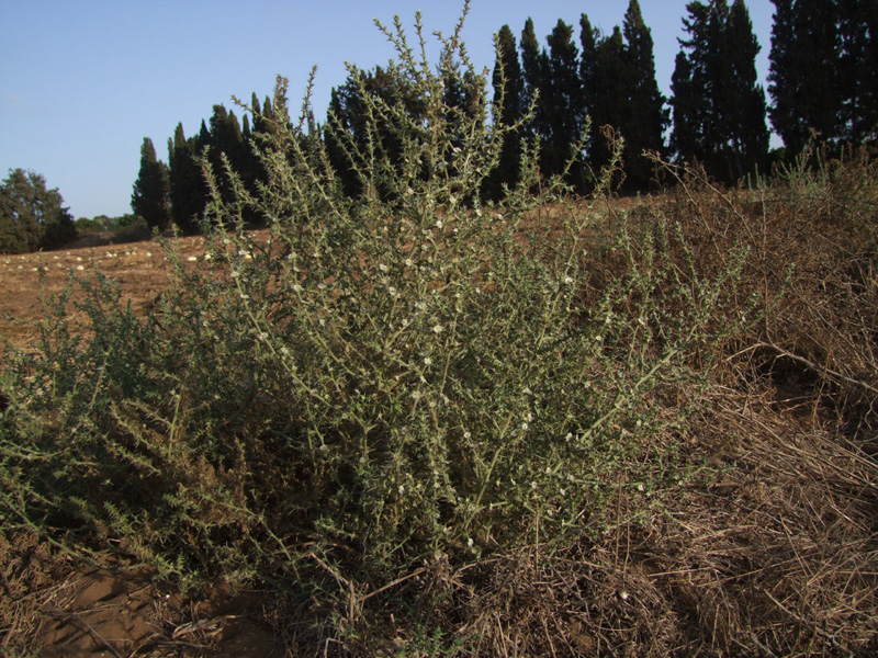 Image of Salsola pontica specimen.