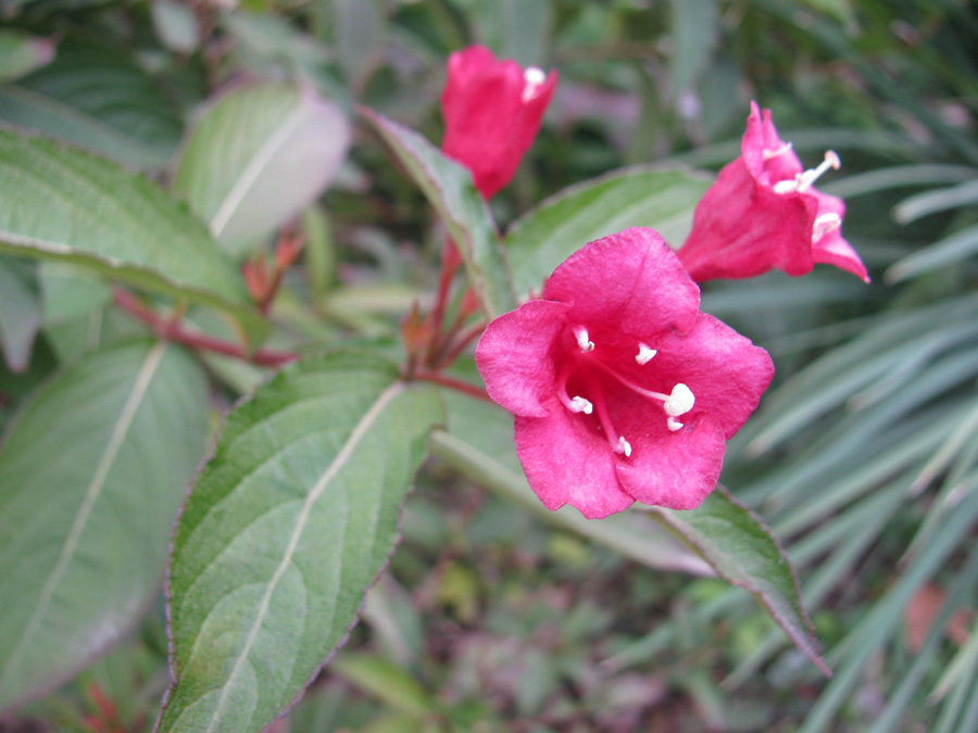 Image of Weigela hortensis specimen.