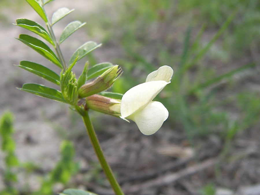 Изображение особи Vicia grandiflora.