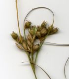 Juncus tenuis. Верхушка плодоносящего растения (видны созревающие плоды). Курская обл., Железногорский р-н, верх. притока р. Мцень у д. Жарманово. 22 июля 2007 г.