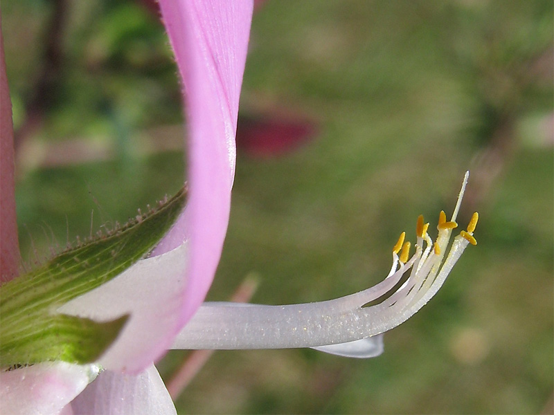 Image of Ononis spinosa specimen.