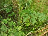 Heracleum sphondylium. Основание стебля с прикорневыми листьями. Нидерланды, провинция Groningen, Haren, на лугу. 27 июля 2008 г.
