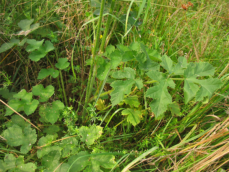 Image of Heracleum sphondylium specimen.