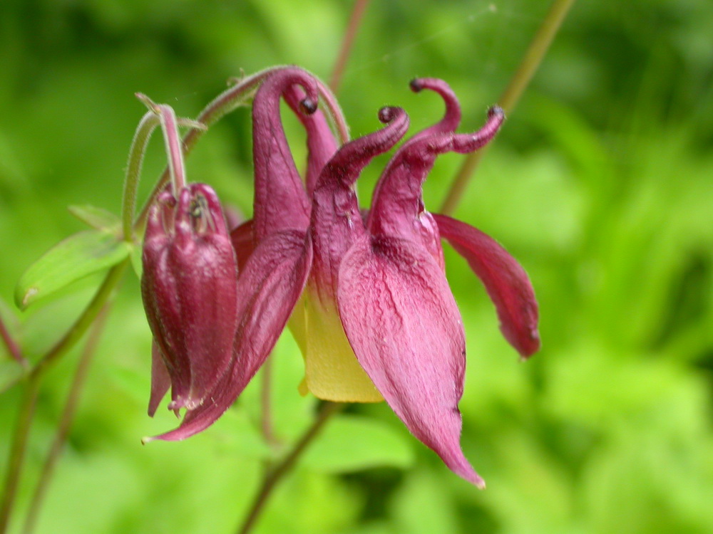 Image of Aquilegia oxysepala specimen.