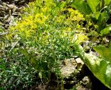 Haplophyllum acutifolium