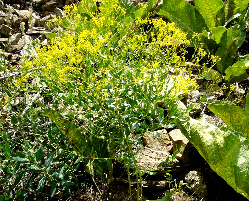 Image of Haplophyllum acutifolium specimen.