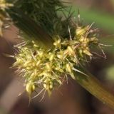 Rumex maritimus