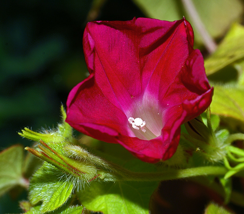 Изображение особи Ipomoea purpurea.