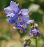 Polemonium caeruleum. Соцветие. Мурманская обл., Кандалакшский р-н, окр. пос. Лувеньга. 01.07.2010.